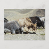 Yaks Briefkaart (Voorkant)
