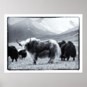 Yaks - De Himalaya Poster (Voorkant)