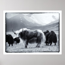 Yaks - De Himalaya