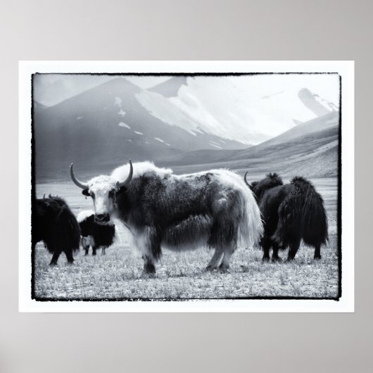 Yaks - De Himalaya Poster (Voorkant)