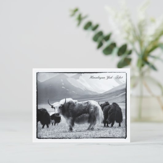 Yaks, Himalaya, bernomads Ladakh/Yak Tibet Briefkaart (Staand voorkant)
