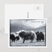 Yaks, Himalaya, bernomads Ladakh/Yak Tibet Briefkaart (Voorkant / Achterkant)