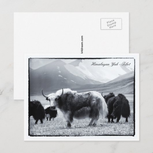 Yaks, Himalaya, bernomads Ladakh/Yak Tibet Briefkaart (Voorkant / Achterkant)