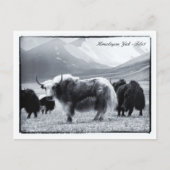 Yaks, Himalaya, bernomads Ladakh/Yak Tibet Briefkaart (Voorkant)