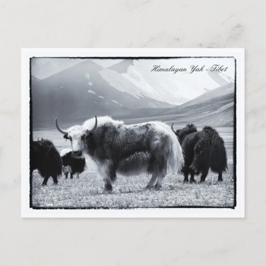 Yaks, Himalaya, bernomads Ladakh/Yak Tibet Briefkaart (Voorkant)