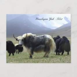 Yaks, Himalaya, bernomads Ladakh/Yak Tibet Briefkaart