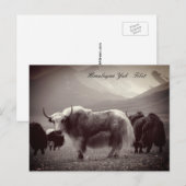 Yaks, Himalayas, bergen Ladakh/Tibet Yak Briefkaart (Voorkant / Achterkant)