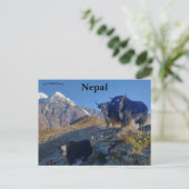 Yaks in Nepal Briefkaart (Staand voorkant)