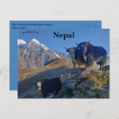 Yaks in Nepal Briefkaart (Voorkant / Achterkant)