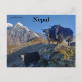 Yaks in Nepal Briefkaart (Voorkant)