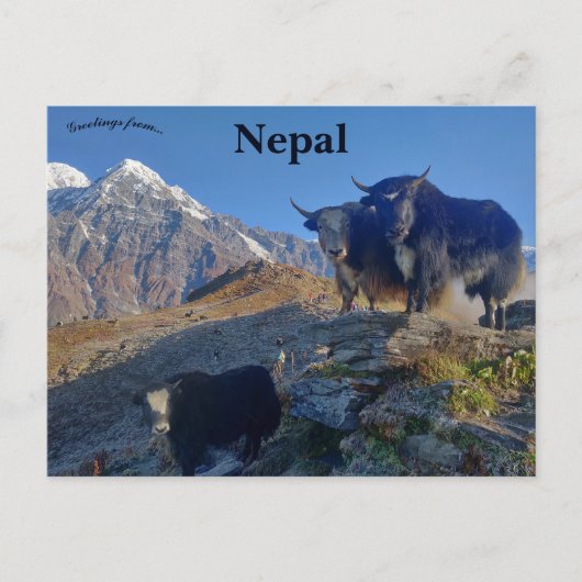 Yaks in Nepal Briefkaart (Voorkant)