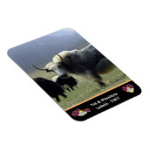 Yaks, Nomads of Himalayas - Tibet/Ladakh Magneet (Rechterzijde)