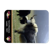 Yaks, Nomads of Himalayas - Tibet/Ladakh Magneet (Horizontaal)