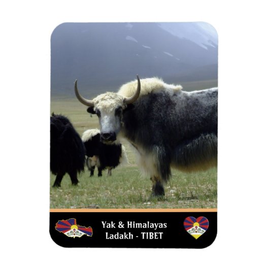 Yaks, Nomads of Himalayas - Tibet/Ladakh Magneet (Verticaal)