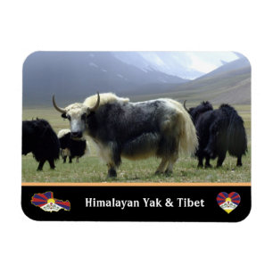 Yaks, Nomads of Himalayas - Tibet/Ladakh Magneet