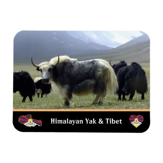 Yaks, Nomads of Himalayas - Tibet/Ladakh Yak Magneet (Horizontaal)