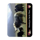 Yaks, Nomads of Himalayas - Tibet/Ladakh Yak Magneet (Verticaal)
