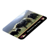 Yaks, Nomads of Himalayas - Tibet/Ladakh Yak Magneet (Linkerzijde)