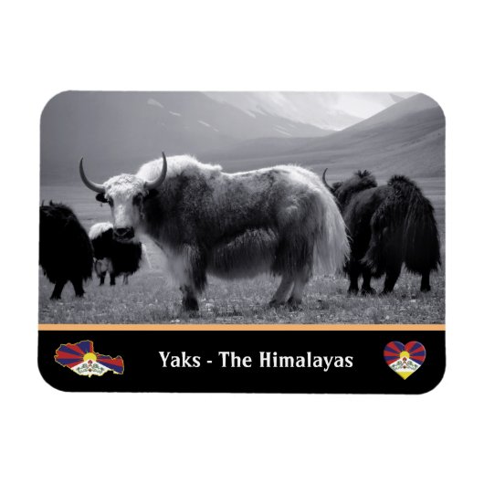 Yaks - The Himalayas & Tibet / Ladakh Trekking yak Magneet (Horizontaal)