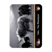 Yaks - The Himalayas & Tibet / Ladakh Trekking yak Magneet (Verticaal)