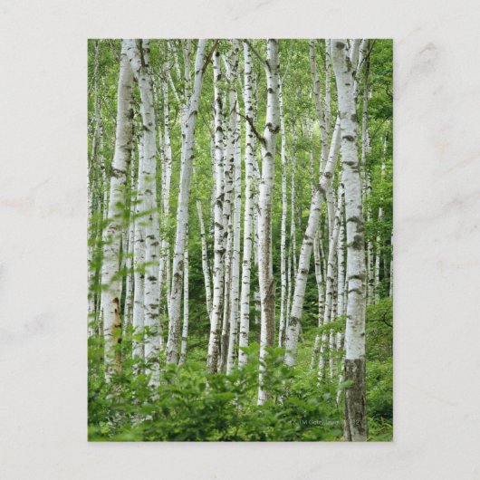 Yakumo-mura, prefectuur Nagano, centrale Honshu Briefkaart (Voorkant)