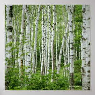 Yakumo-mura, prefectuur Nagano, centrale Honshu Poster