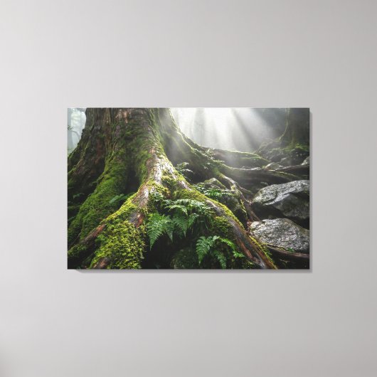 Yakushima Moss Forest 'Breath of Life' | Biophilic Canvas Afdruk (Voorkant)