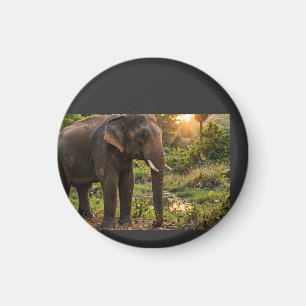 Yala National Park Olifant Mok - Sri Lanka Wildlif Magneet