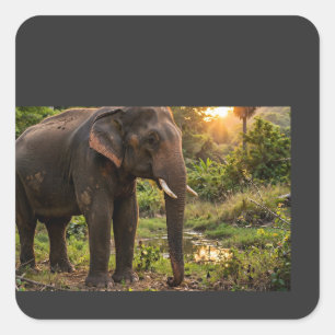 Yala National Park Olifant Mok - Sri Lanka Wildlif Vierkante Sticker
