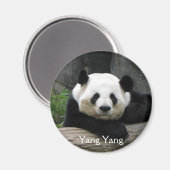 Yang Yang Panda Magnet (Voorkant / Achterkant)