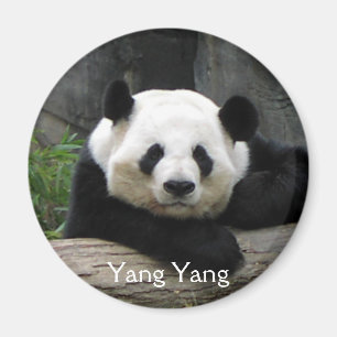 Yang Yang Panda Magnet