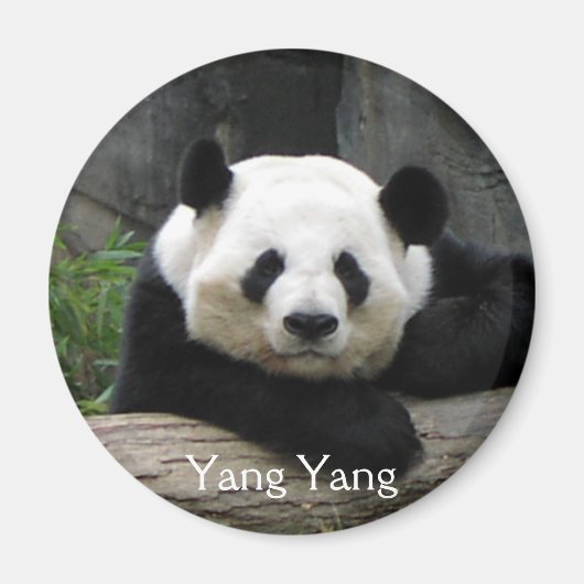 Yang Yang Panda Magnet (Voorkant)