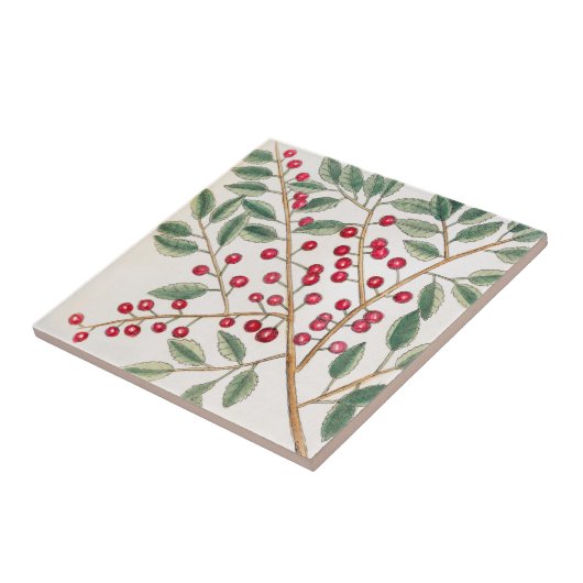Yapon Holly Berries, Catesby Natuur Art Tegeltje (Zijkant)