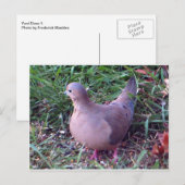 Yard Dove 1 Briefkaart (Voorkant / Achterkant)