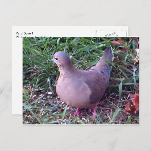 Yard Dove 1 Briefkaart (Voorkant / Achterkant)
