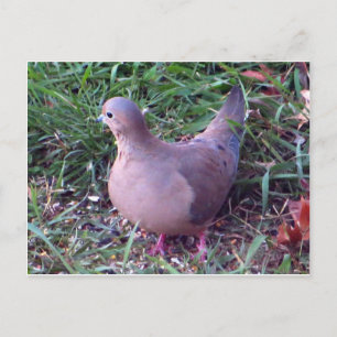 Yard Dove 1 Briefkaart