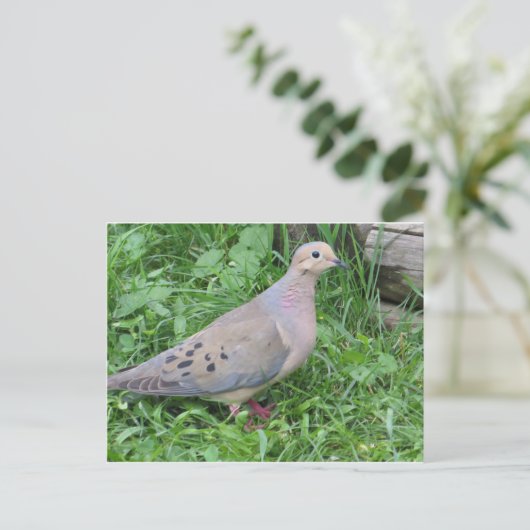 Yard Dove Briefkaart (Staand voorkant)