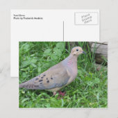 Yard Dove Briefkaart (Voorkant / Achterkant)