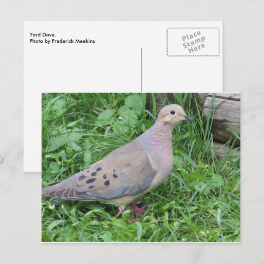 Yard Dove Briefkaart (Voorkant / Achterkant)