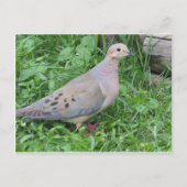 Yard Dove Briefkaart (Voorkant)