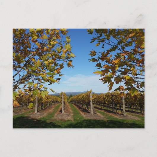 Yarra Valley Vineyard, Melbourne, Australië Briefkaart (Voorkant)