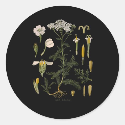 Yarrow Bloem Bloemen Botanische Plantaardige Illus Ronde Sticker (Voorkant)