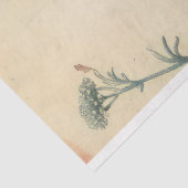 Yarrow bloem illustratie efemera tissuepapier (Detail)