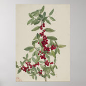 Yaupon (Ilex vomitoria) Poster (Voorkant)