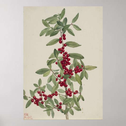 Yaupon (Ilex vomitoria) Poster (Voorkant)
