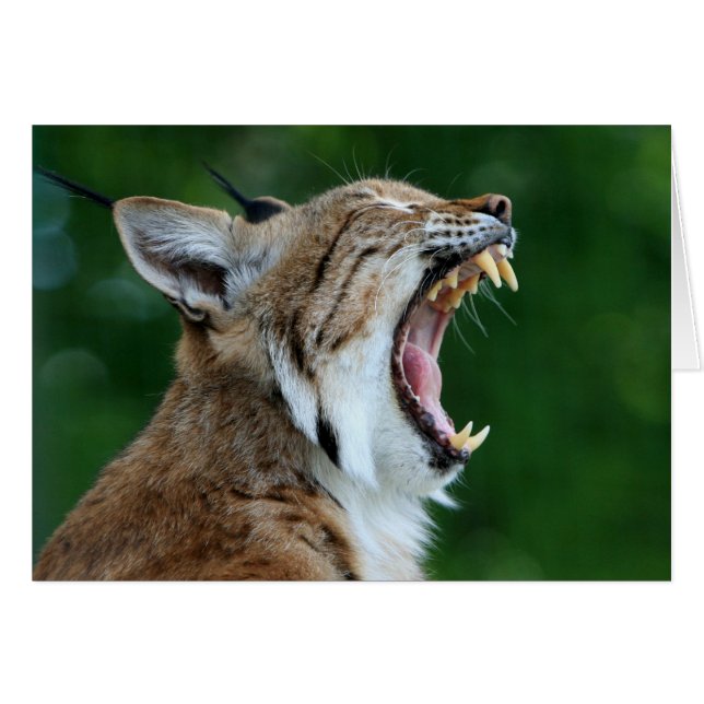 Yawning Bobcat Blank Kaart (Voorkant Horizontaal)