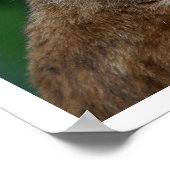 Yawning Bobcat Poster (Hoek)