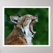 Yawning Bobcat Poster (Voorkant)