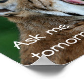 Yawning Bobcat Poster (Hoek)