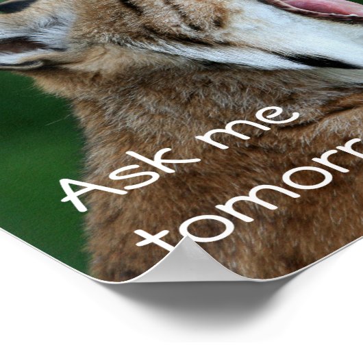 Yawning Bobcat Poster (Hoek)